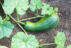 湖北吃瓠瓜吗,湖北人爱吃瓠瓜的饮食习惯探秘