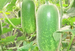 林大人吃大瓜,揭秘娱乐圈幕后风云