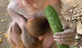 吃瓜的猴子大王,揭秘娱乐圈背后的秘密
