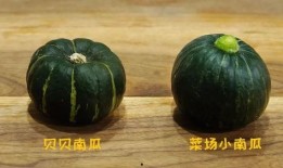 贝贝瓜要怎么吃,解锁美味新体验
