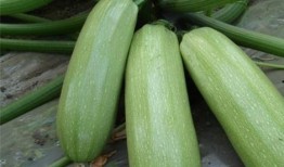 西中吃瓜,揭秘娱乐圈的甜蜜与苦涩