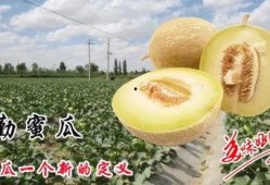 吃民勤蜜瓜,甘甜如蜜，尽享夏日清新口感