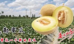 吃民勤蜜瓜,甘甜如蜜，尽享夏日清新口感