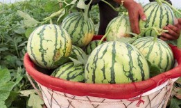 可以快速吃瓜吗