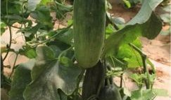 吃大园的瓜,探寻乡村田园生活之美