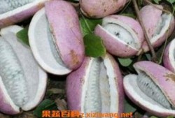 八月瓜粒晒干后怎么吃