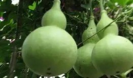 吃的葫芦瓜,探寻家常与创意的完美融合