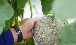 吃瓜秒变猴,揭秘神奇生物的神奇转变