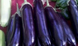 角瓜和茄子能一起吃吗,探究两者能否共食的奥秘