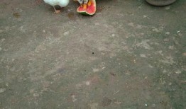 吃瓜鸭狗头,揭秘娱乐圈的欢乐与争议