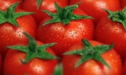 番茄小说吃瓜剧情,吃瓜群众背后的秘密风云