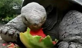 瓜蛙猿人是吃瓜的意思么
