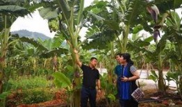 册亨县吃瓜,探寻当地特色美食之旅