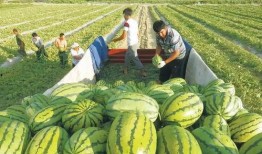 甜李村水面吃瓜,共享丰收喜悦