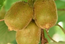 冬天叫吃皮瓜,皮瓜的独特风味