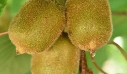 冬天叫吃皮瓜,皮瓜的独特风味