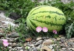 苏州吃瓜的女人,吃瓜女人的闲谈与市井风情