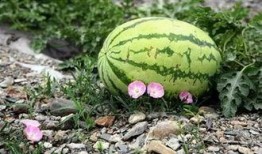 苏州吃瓜的女人,吃瓜女人的闲谈与市井风情