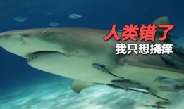 鲨鱼吃瓜吃鸡图片搞笑