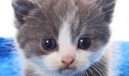 一个吃瓜神经病熊喵,一场荒诞的瓜界盛宴