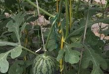 郑州示范吃瓜,一场别开生面的“吃瓜”盛宴