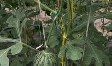 郑州示范吃瓜,一场别开生面的“吃瓜”盛宴