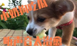 吃瓜狗出现事件,揭秘网络热点的背后真相