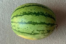 成都世界线吃瓜,吃瓜群众的美食探秘之旅