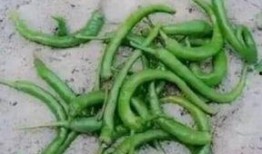 吃蛇瓜怎么保存冬天吃,美味延续，尽享冬日佳肴