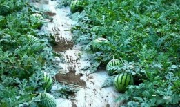 星落吃瓜,揭秘娱乐圈背后的秘密与八卦