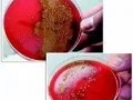 表面实际吃瓜