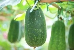 最近有哪些瓜可以吃,哪些新鲜“瓜”等你来尝？