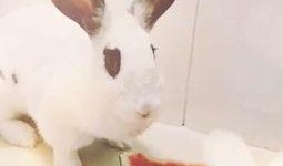 宠物兔子吃瓜视频,瓜果盛宴欢乐多