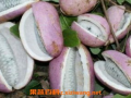 八月瓜粒晒干后怎么吃